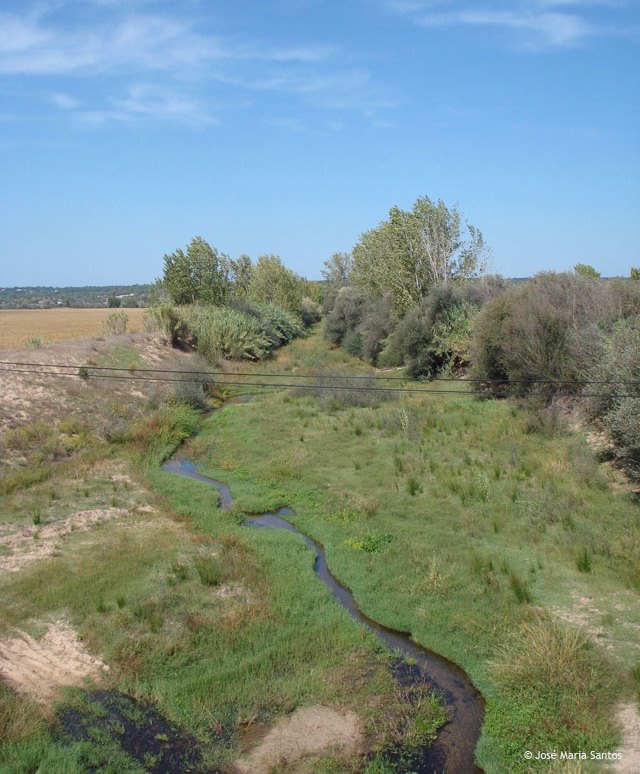 Sorraia river bed with vegetation
