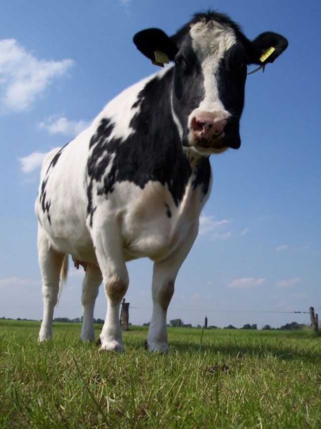 Dutch dairy cow